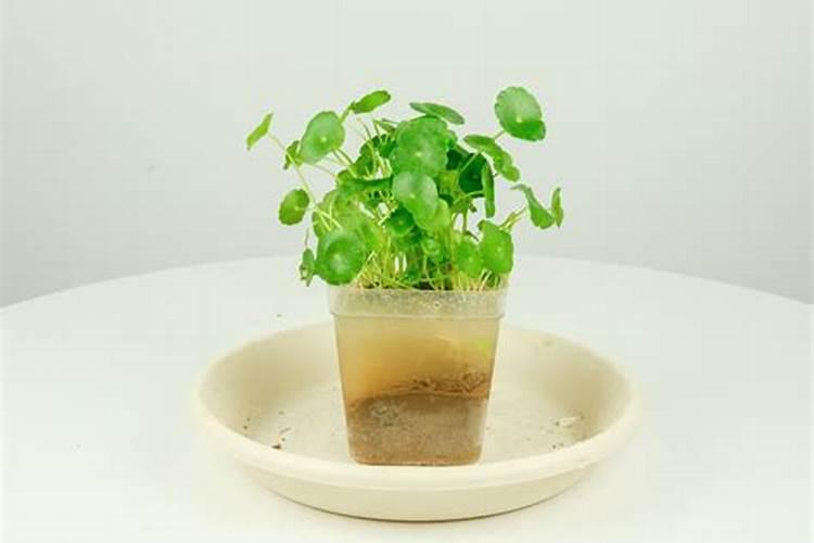 铜钱草土培怎么养爆盆