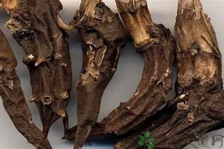 乌药种植多少天能出苗