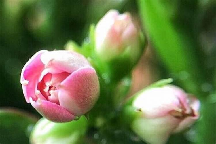 蝴蝶兰出花骨朵后还能施肥吗