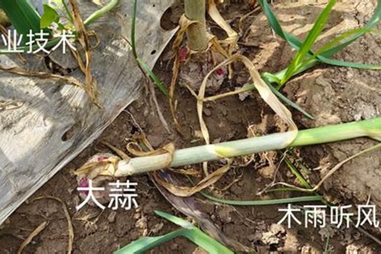 文竹需要什么肥料 家里的文竹养了10来年了