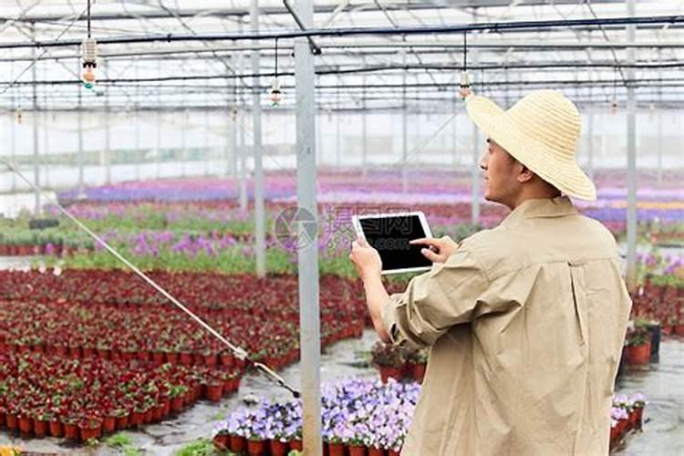 苦瓜大棚种植技术