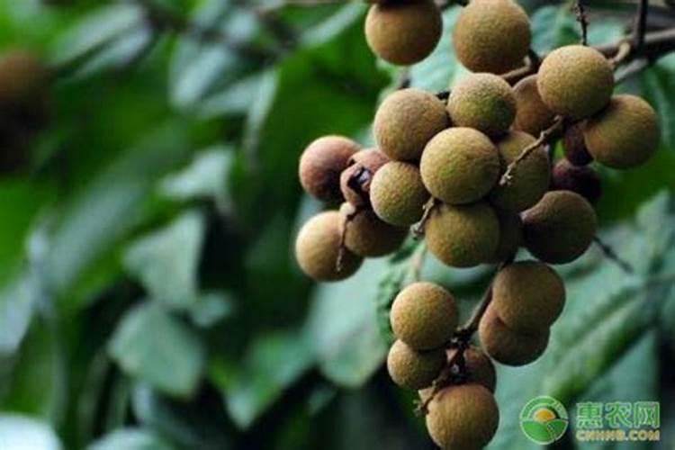 龙眼树摘过后需要施肥吗