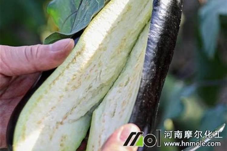 种茄子用什么肥料最好