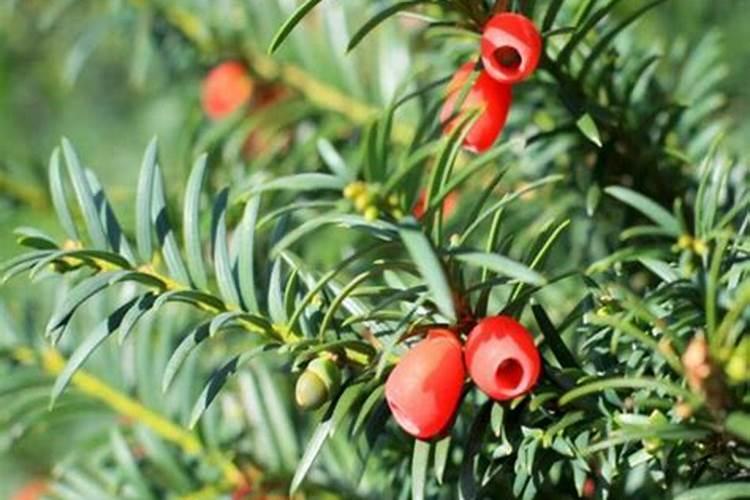 红豆杉施什么肥最好