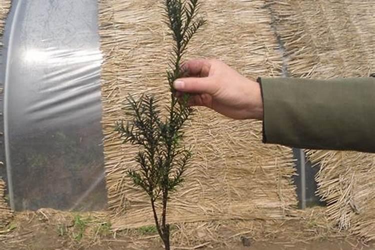 红豆杉怎么施肥