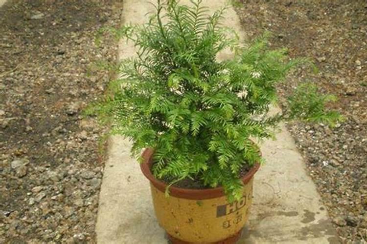 红豆杉施什么肥好,红豆杉施氮、磷、钾肥最好