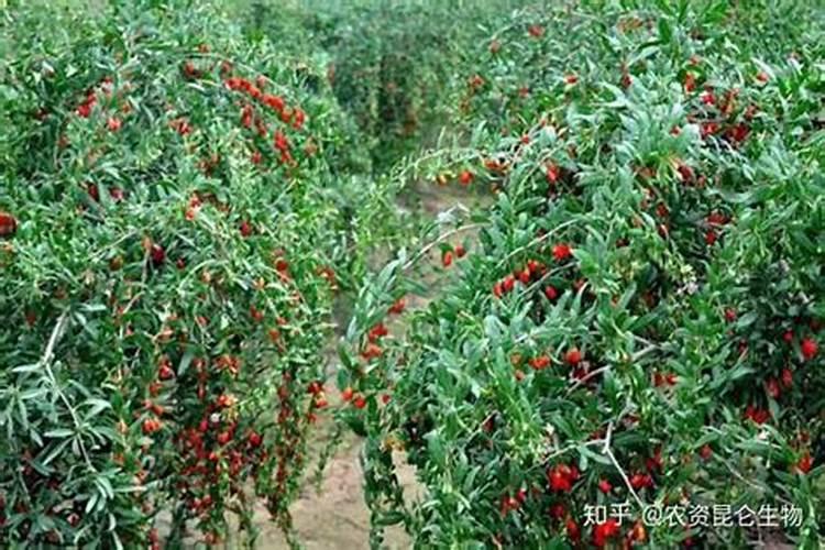 大蒜出苗后要浇水吗