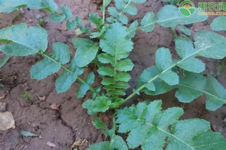 老师:种白萝卜需要那些肥料,怎么施用。谢谢!