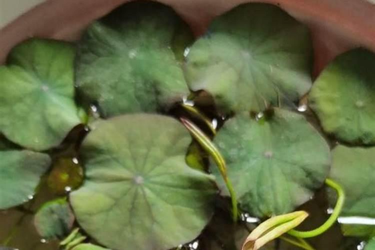 碗莲专用肥能给多肉用吗？