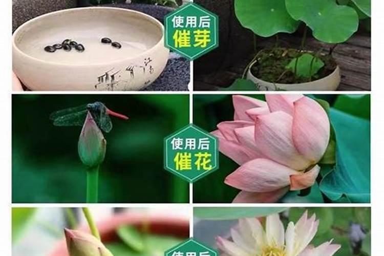 可以把绿草放在碗莲盆底沤肥