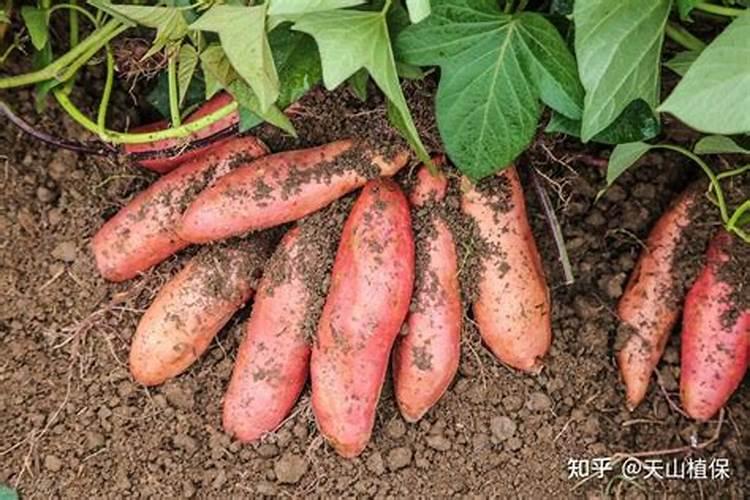 大蒜什么时候浇水