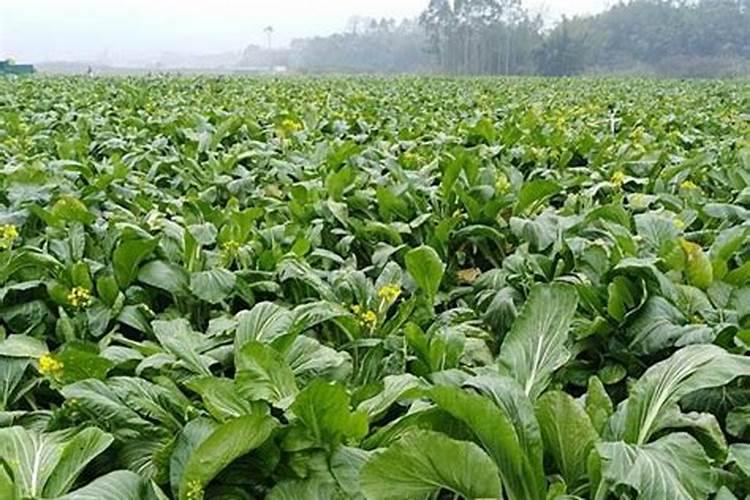 种大白菜用什么样的肥料好？为什么？