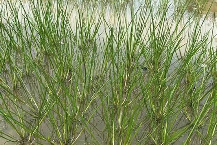 马蹄用什么肥料发苗快广？