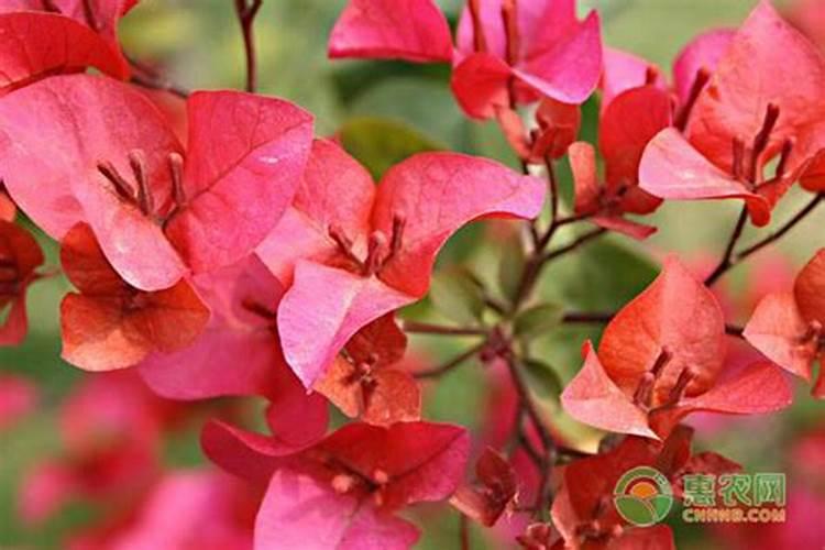 三角梅发新芽了要施肥吗