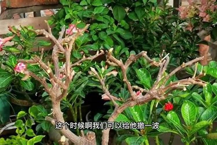 三角梅什么时候施肥,春夏初期施肥最适宜(施后浇水)