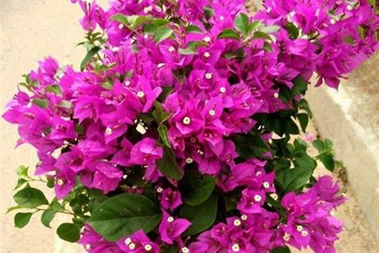 三角梅什么时候施肥,春夏初期施肥最适宜(施后浇水)