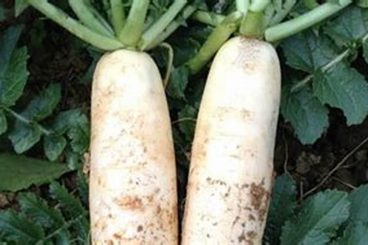 萝卜怎样浇水施肥能高产？