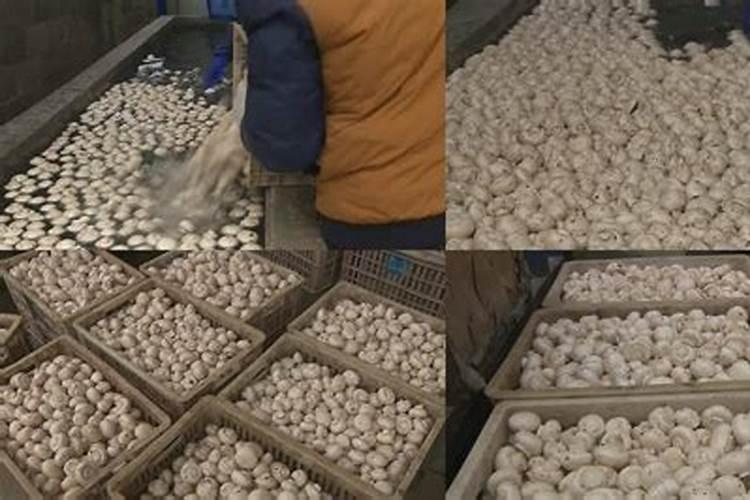 双孢菇一亩地能产多少斤