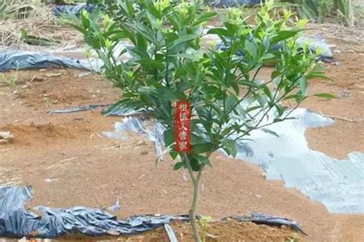 怎样才能管理好沃柑？