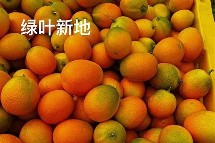 金桔施什么肥最好