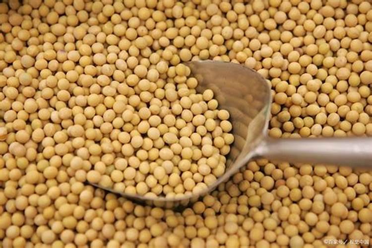 炒熟的黄豆可以做肥料吗 具体怎么操作能做肥料