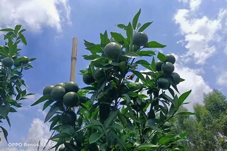 沃柑的种植和管理方法