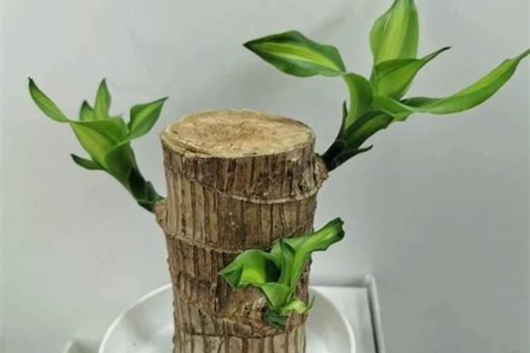 一个月巴西木怎么养才正确 巴西木如何养殖