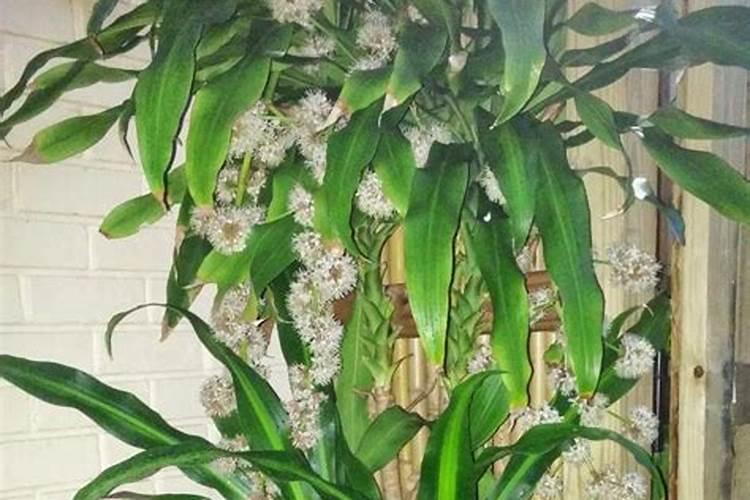 淘宝巴西木怎么养才正确 如何养好巴西木