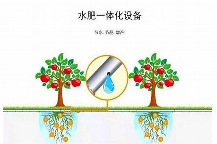 桃树地啥时候用鱼蛋白好