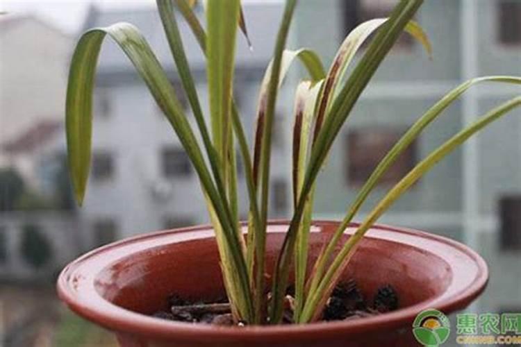 兰花叶子发黄怎么处理