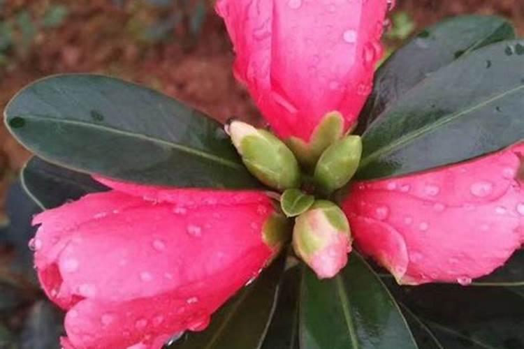 杜鹃红山茶移盆叶子干怎么办