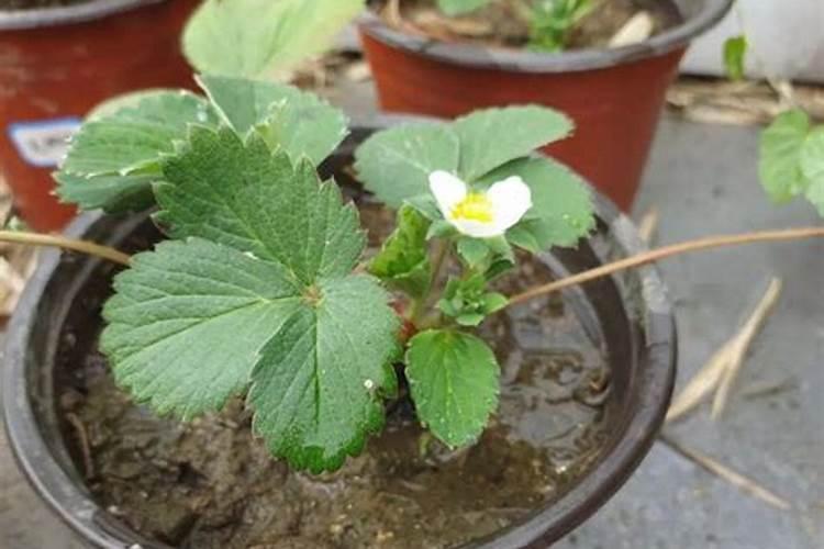新手怎么种植草莓苗