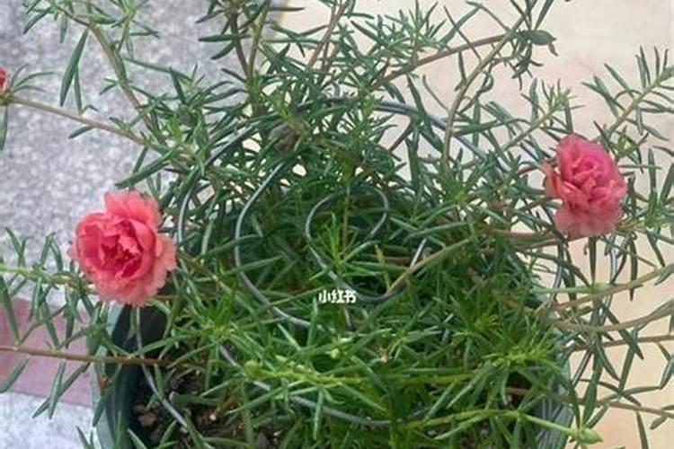 介兰是吃叶子还是中间的那根杆？