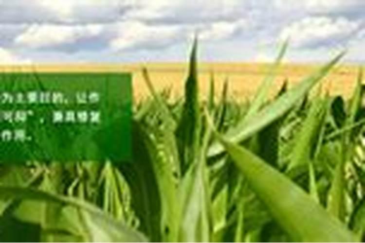 水培绿萝怎么施肥