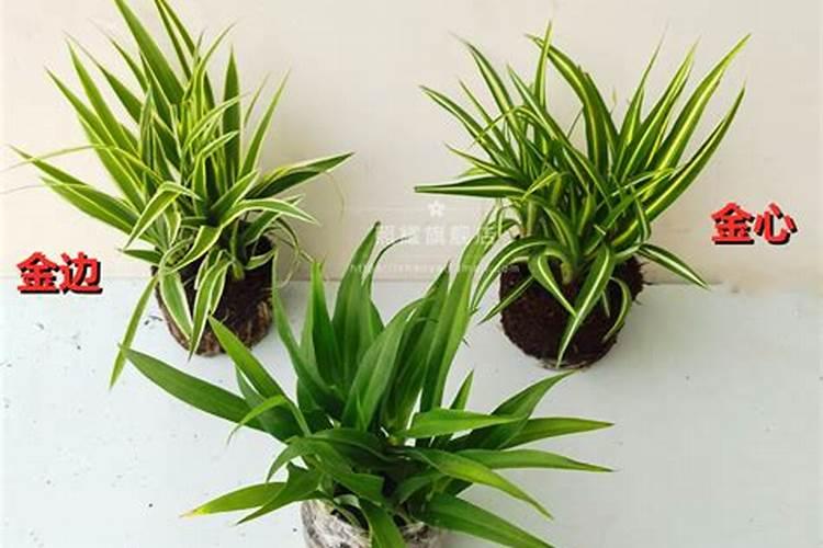 金心吊兰为什么不好养