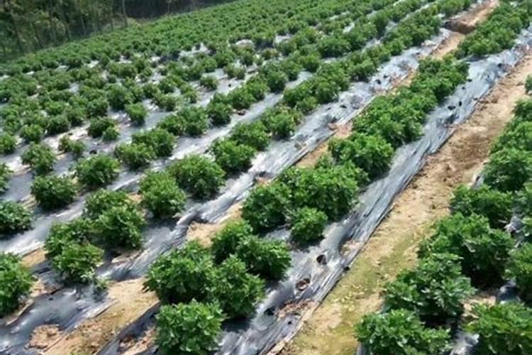 花生后期追肥使用什么肥料