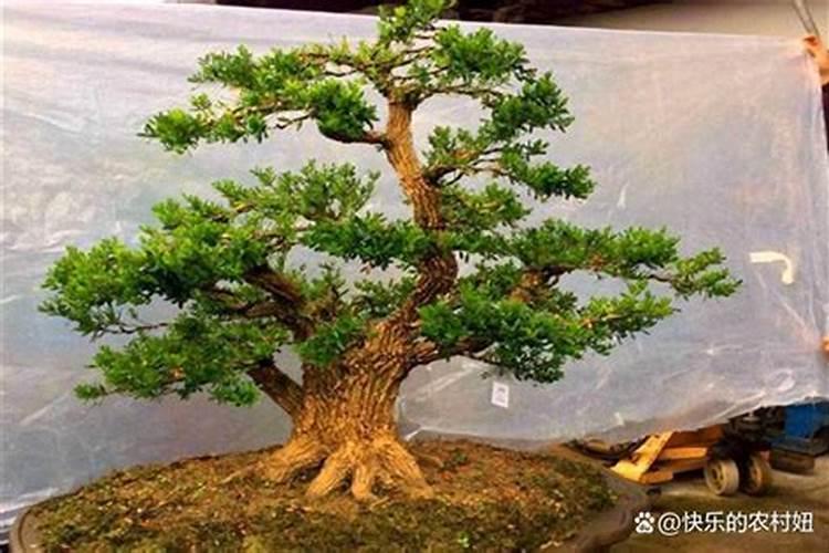 黄杨不能施什么肥 栽种时要施