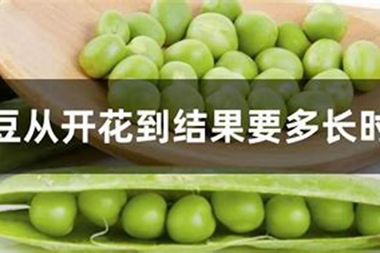 豌豆施什么肥好？