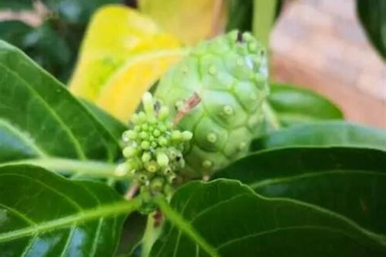 种释迦果施什么肥