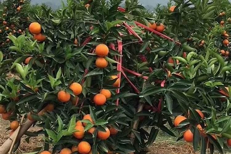 种柑橘用什么肥料最好