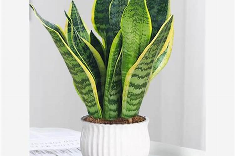 金边吊兰用什么肥料较好