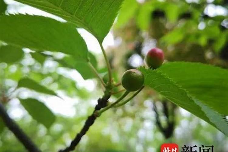 花生和什么挨着种最好