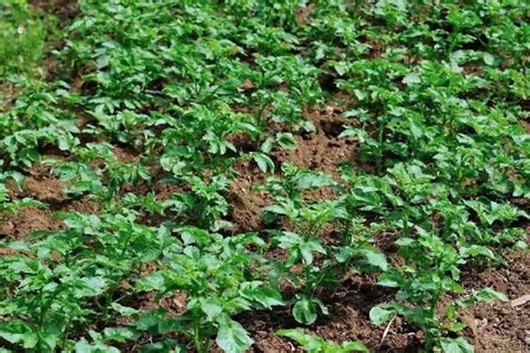 土豆施什么肥料好？土豆叶面喷什么好？土豆什么时候喷昆仑风叶面肥？