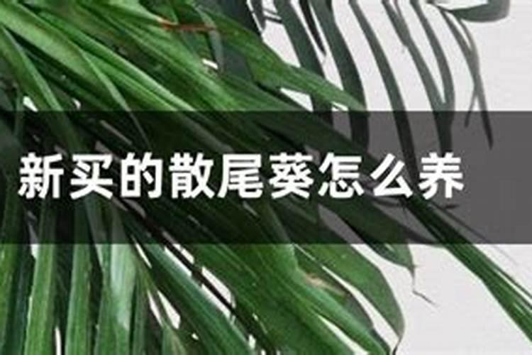 散尾葵浇什么肥料合适