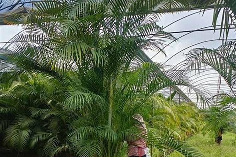 刚买回来的散尾葵叶子干枯怎么办