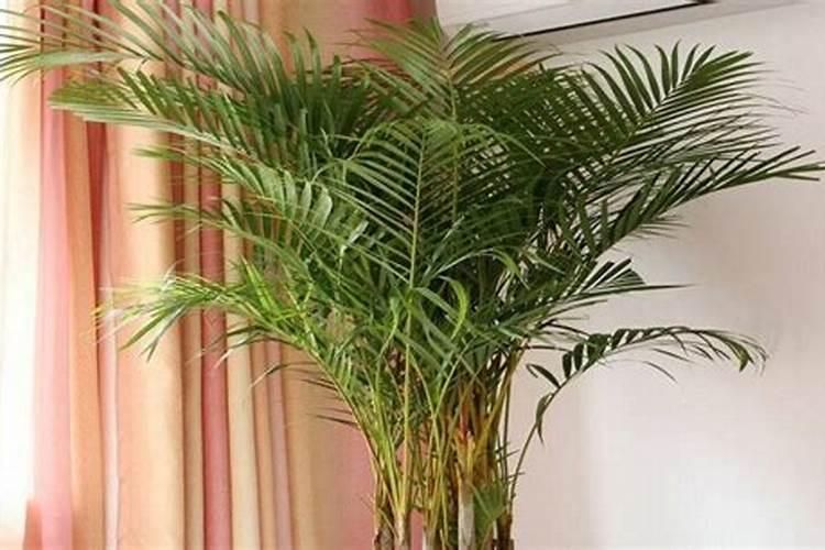 散尾葵浇什么肥料合适