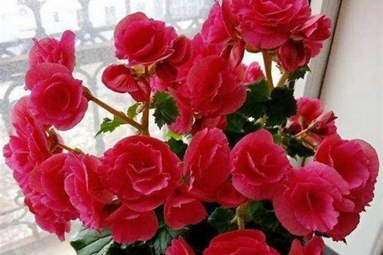 海棠花怎么施肥