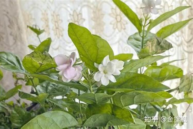 茉莉花怎么施肥施什么肥