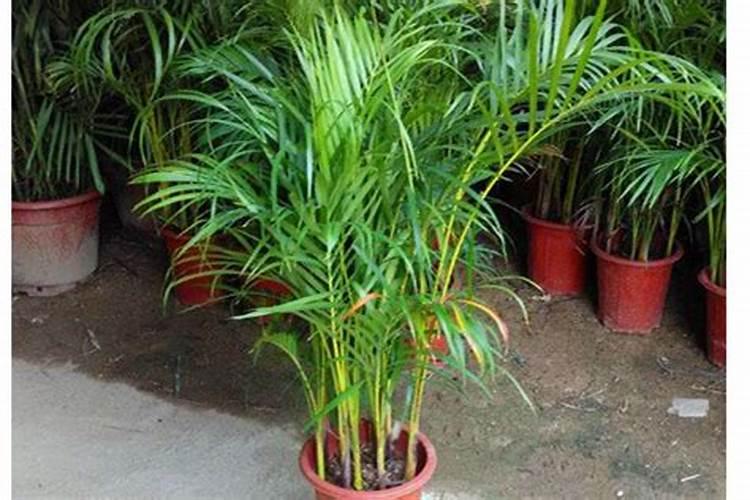 家里 种铁树吉利吗