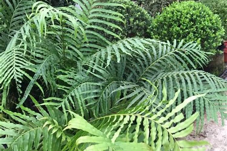 垂盆草的种植方法